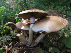 Cyclocybe parasitica