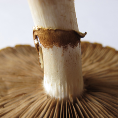 Cyclocybe parasitica