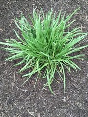 Allium cernuum cernuum