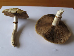 Cyclocybe parasitica