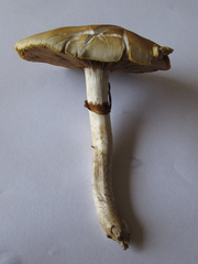 Cyclocybe parasitica