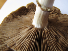 Cyclocybe parasitica
