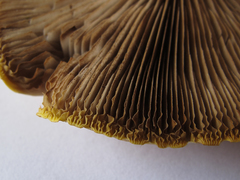 Cyclocybe parasitica