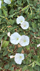 field bindweed