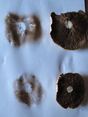 Cyclocybe parasitica