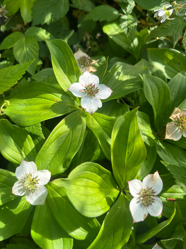 Canadian bunchberry