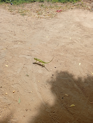 African Chameleon