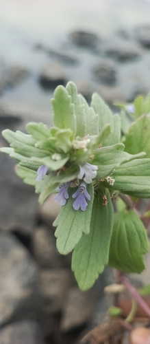 Ajuga integrifolia observed 2026-06-30