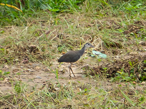 White-breasted Waterhen