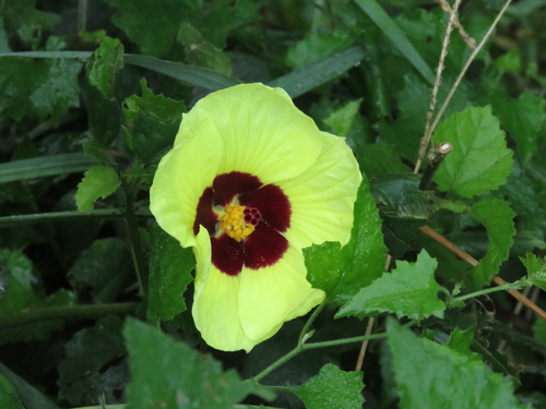 Hibiscus calyphyllus