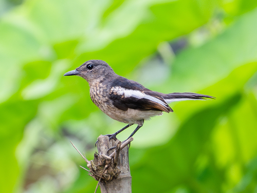 Oriental Magpie-Robin