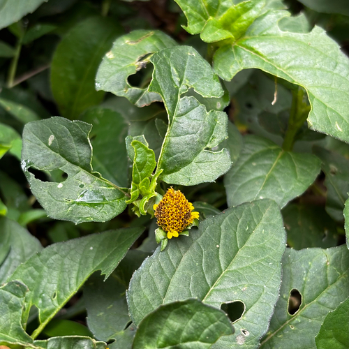 Acmella ciliata, photograph 4