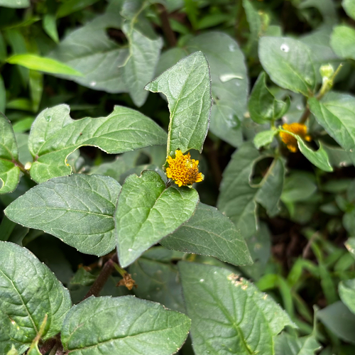 Acmella ciliata, photograph 5