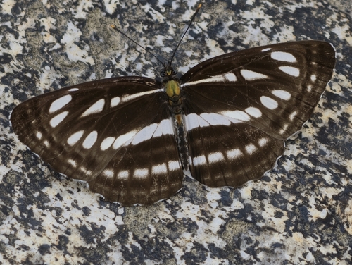 Pallas' Sailer