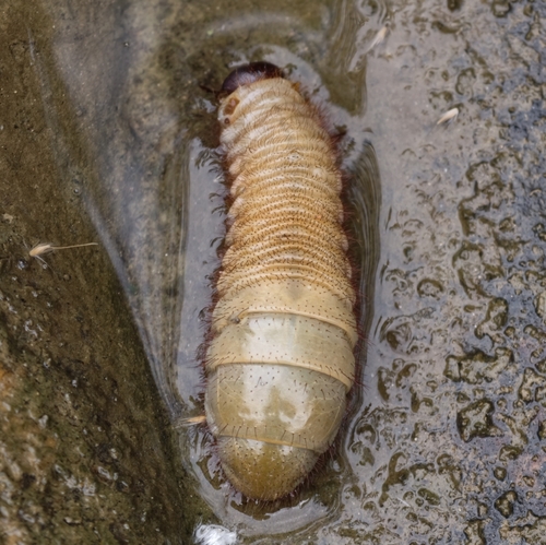 Trichogomphus mongol