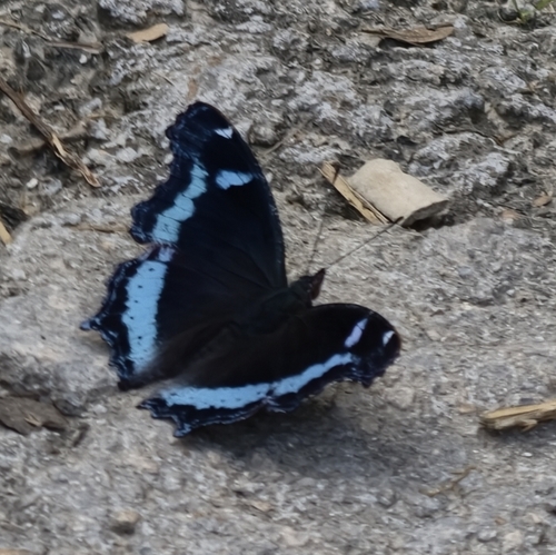 Blue Admiral