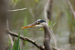 Ardea herodias fannini
