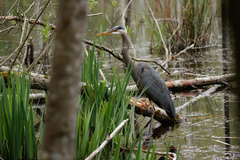 Ardea herodias fannini