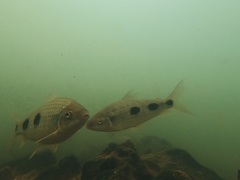 Megaleporinus obtusidens