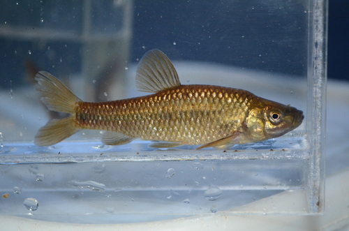 Japanse dwerg-pseudorasbora (Pseudorasbora pumila) — Cyprinidae
