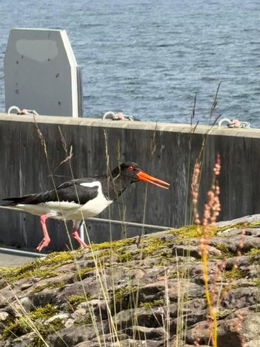 Eurasian Oystercatcher