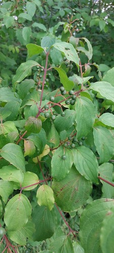 common dogwood