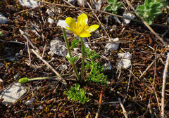 Ranunculus millefoliatus