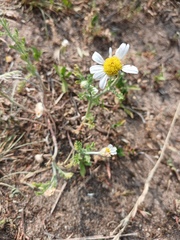 Anthemis ruthenica, photograph author not stated, no rights reserved