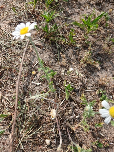 Anthemis ruthenica, photograph 4