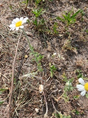 Anthemis ruthenica, photograph author not stated, no rights reserved