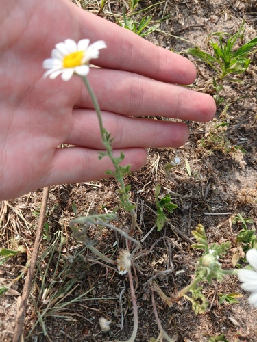 Anthemis ruthenica, photograph 5