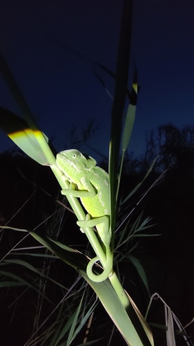 Common Chameleon