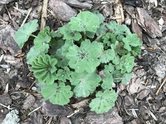 Alchemilla holocycla