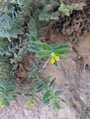 Alkanna orientalis