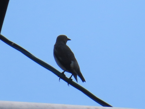 Chestnut-cheeked Starling