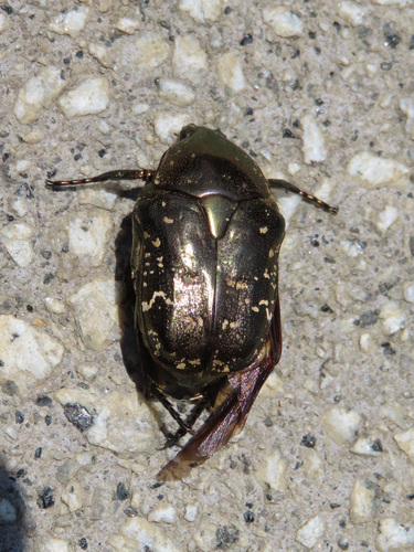 Oriental Flower Beetle