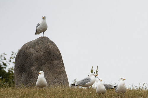 European Herring Gull