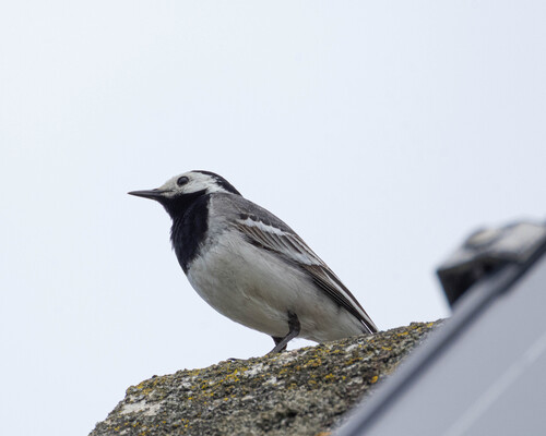 White Wagtail