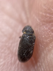 Hadrobregmus pertinax