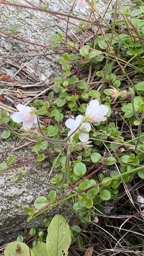 Twinflower