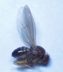 Drosophila testacea
