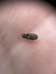 Hadrobregmus pertinax