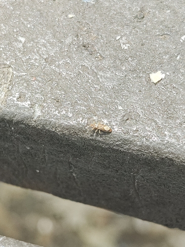 Bronze bug