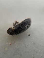 Hadrobregmus pertinax