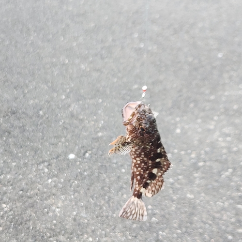 False Kelpfish
