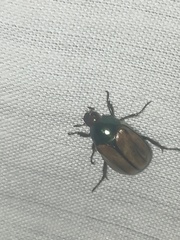 Paranomala cincta