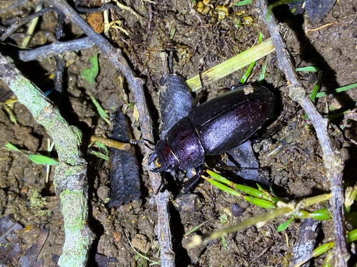 Prosopocoilus inclinatus inclinatus