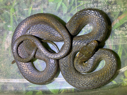 Japanese keelback