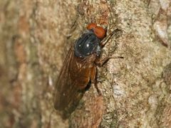 Brachyopa grunewaldensis