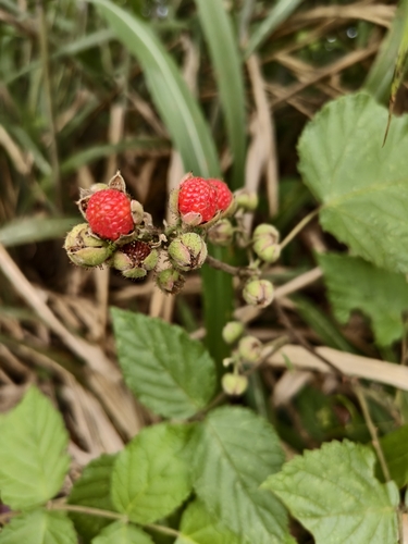 Rubus parviaraliifolius, photograph 3